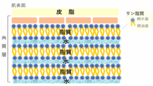 角質のラメラ層 – 水分と皮脂がバランス